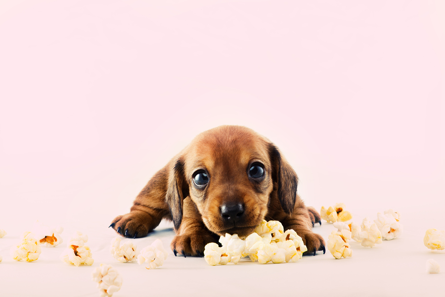 Household Foods that You Should Keep Away from Your Dog